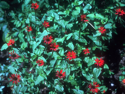 Zinnia peruviana 'Red Spider' - medium image 2