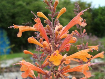 Agastache aurantiacus 'Apricot Sprite' - medium image 3