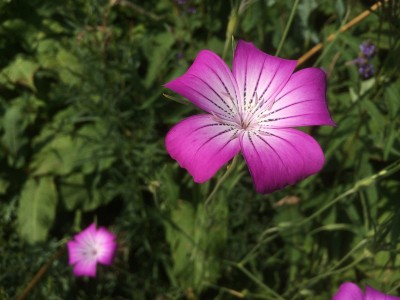 Agrostemma 'Purple Queen' - medium image 3
