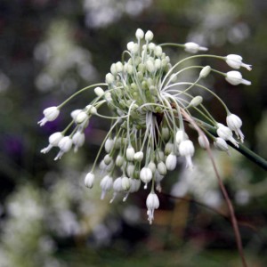 Allium carinatum ssp. pulchellum Album AGM - medium image 3