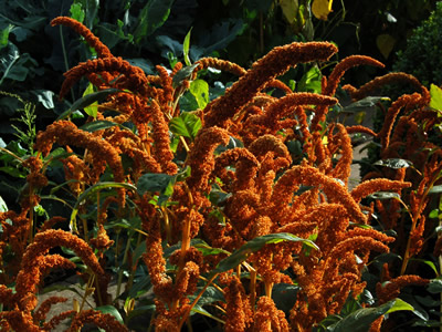 Amaranthus 'Autumn Palette' - medium image 3