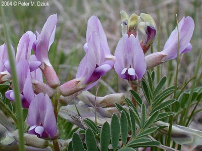 Astragalus crassicarpus - medium image 3