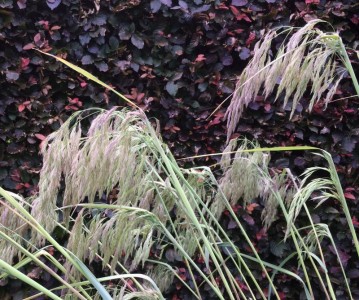 Calamagrostis emodensis - medium image 3