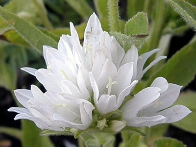 Campanula glomerata 'Alba' - medium image 3
