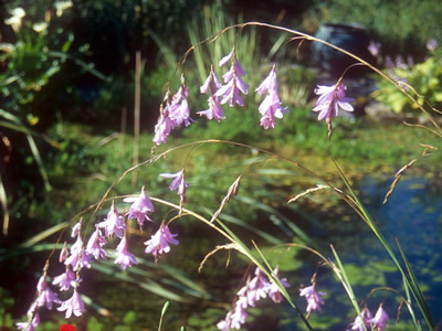 Dierama pulcherrimum - medium image 3