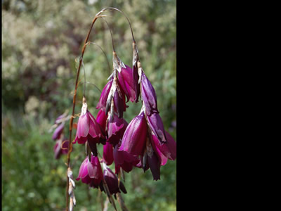 Dierama pulcherrimum ex purple - medium image 3