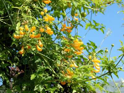 Eccremocarpus scaber 'Tangerine' - medium image 3