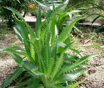 Eryngium agavifolium - medium image 3