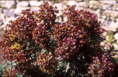 Euphorbia amygdaloides 'Purpurea' - medium image 3
