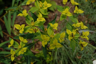 Euphorbia ceratocarpa - medium image 3