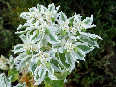 Euphorbia marginata - medium image 3