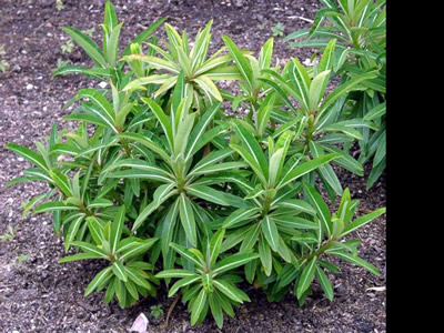 Euphorbia mellifera - medium image 3