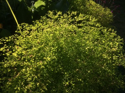 Euphorbia stricta - medium image 3