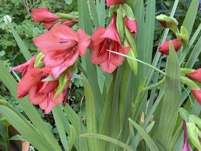 Gladiolus flanaganii - medium image 3