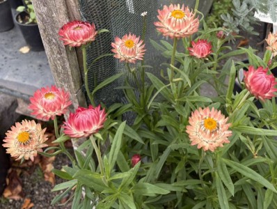 Helichrysum bracteatum 'King Size Salmon Rose' - medium image 3