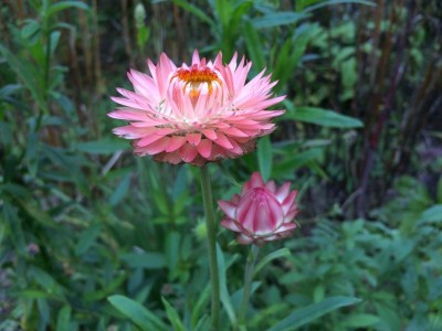 Helichrysum bracteatum 'King Size Silvery Rose' - medium image 3
