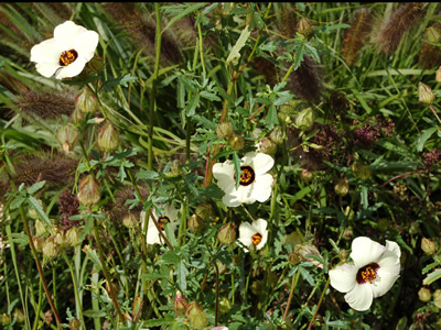 Hibiscus trionum - medium image 3