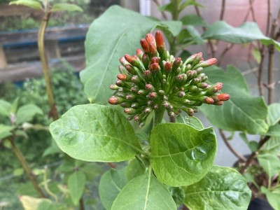 Iochroma fuchsioides - medium image 3