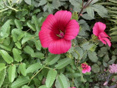 Malope trifida 'Vulcan' - medium image 3