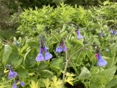 Mertensia virginica AGM - medium image 3