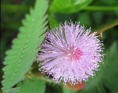 Mimosa pudica 'Pink Sparkles' - medium image 3