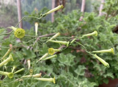 Nicotiana paniculata - medium image 3