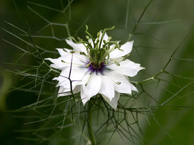 Nigella damascena 'Alba' - medium image 3