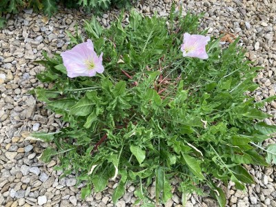 Oenothera acaulis - medium image 3