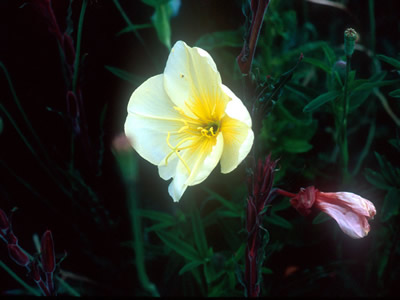Oenothera odorata - medium image 3