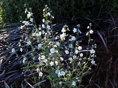 Omphalodes linifolia - medium image 3