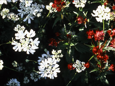 Orlaya grandiflora - medium image 3