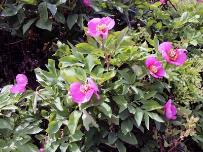 Paeonia mascula ssp russoi - medium image 3
