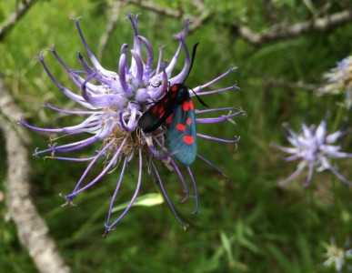 Phyteuma scheucheri - medium image 3