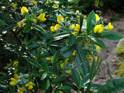 Piptanthus nepalensis - medium image 3