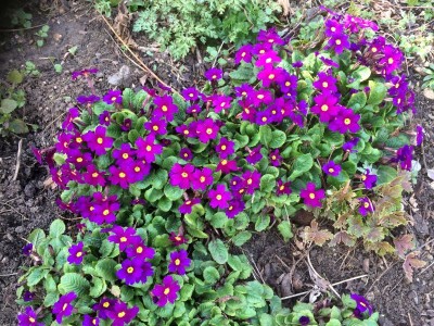 Primula 'Wanda' - medium image 3