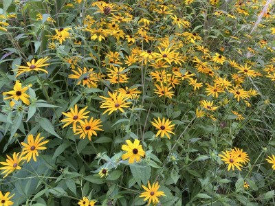 Rudbeckia fulgida var. deamii AGM - medium image 3