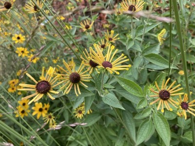 Rudbeckia subtomentosa 'Little Henry' - medium image 3
