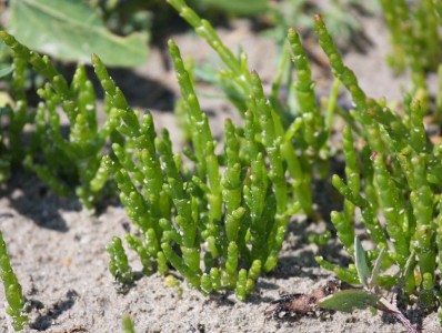 Salicornia europaea - medium image 3
