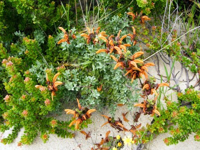 Salvia africana-lutea - medium image 3