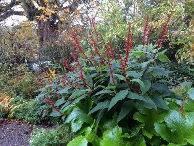 Salvia confertiflora - medium image 3