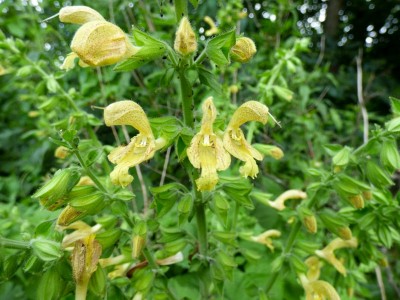 Salvia glutinosa - medium image 3