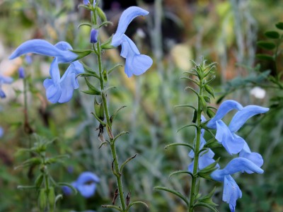 Salvia patens 'Cambridge Blue' - medium image 3
