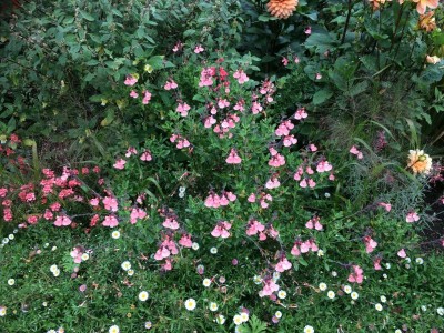 Salvia 'Ribambelle' AGM - medium image 3
