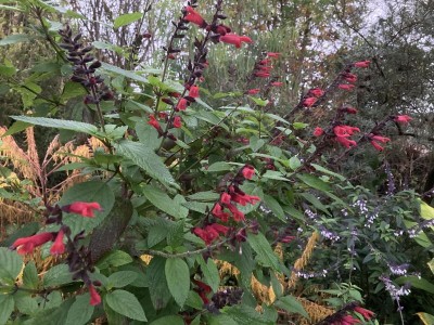 Salvia 'Sebastian' - medium image 3