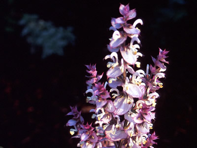 Salvia turkestanica - medium image 3