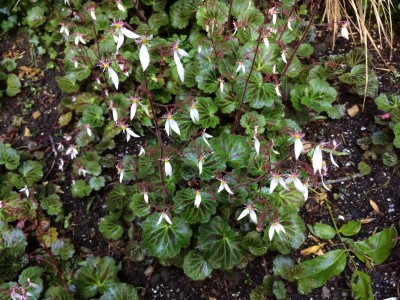 Saxifraga stolonifera 'Kinki Purple' - medium image 3