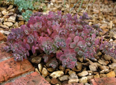 Sedum cauticola 'Coca-Cola' - medium image 3