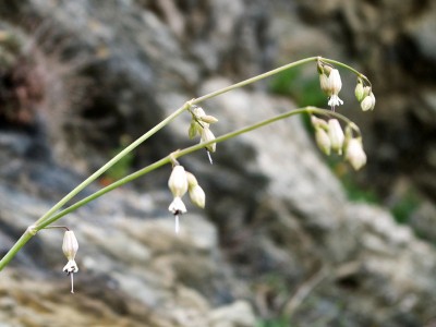Silene fabaria ssp. domokina - medium image 3