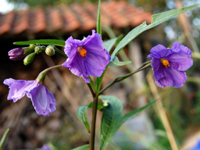 Solanum laciniatum - medium image 3