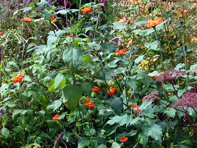 Tithonia rotundifolia - medium image 3